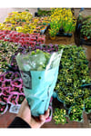 Sarı Kalanchoe Canlı Çiçek - Dayanıklı Ev Bitkisi