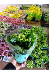 Sarı Kalanchoe Canlı Çiçek - Dayanıklı Ev Bitkisi