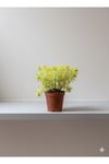Sarı Sedum Çiçeği 5.5 Saksı da