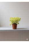 Sarı Sedum Çiçeği 5.5 Saksı da