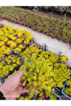 Sarı Sedum Lemon Ball - 10,5'lik Saksıda Canlı Sukulent - Neon Sarı Yayılıcı Bahçe Balkon Bitkisi