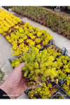 Sarı Sedum Lemon Ball - 10,5'lik Saksıda Canlı Sukulent - Neon Sarı Yayılıcı Bahçe Balkon Bitkisi