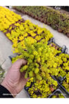 Sarı Sedum Lemon Ball - 10,5'lik Saksıda Canlı Sukulent - Neon Sarı Yayılıcı Bahçe Balkon Bitkisi