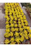 Sarı Sedum Lemon Ball - Neon Sarı Canlı Sukulent - Yayılıcı ve Dayanıklı Bahçe Balkon Bitkisi