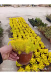 Sarı Sedum Lemon Ball - Neon Sarı Canlı Sukulent - Yayılıcı ve Dayanıklı Bahçe Balkon Bitkisi