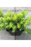 Sarı Sedum Lineare Tuhumb Sukulent