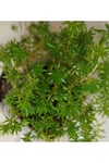 Sarı Sedum Lineare Tuhumb Sukulent