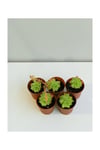 Sedum Palmeri Sarı Çiçekli Sukulent 5'li Paket