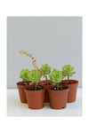 Sedum Palmeri Sarı Çiçekli Sukulent 5'li Paket