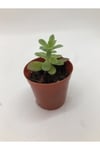 Sedum Palmeri Sukulent Sarı Çiçek Açan