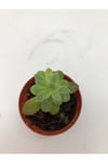 Sedum Palmeri Sukulent Sarı Çiçek Açan