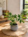 Şeflera (Schefflera) Beton Görünümlü Dekoratif Saksıda Canlı Salon Bitkisi