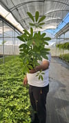 Şeflera (Schefflera) Canlı Salon Bitkisi 40-60 cm Tek Gövde İç Mekan Bitkisi | Kolay Bakım