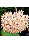 Şeftali Pembesi Yıldız Mum Çiçeği - Hoya Pubicalyx 'Pink Silver'