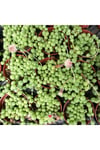 Senecio Rowleyanus Oval Boncuk Çiçeği Tespih Çiçeği Sukulent