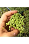 Senecio Rowleyanus Oval Boncuk Çiçeği Tespih Çiçeği Sukulent