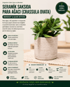 Seramik Saksıda Para Ağacı Bereket Ağacı Crassula Ovata 001