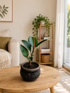 Siyah Dekoratif Saksıda Kauçuk Bitkisi (Ficus Elastica) – Canlı Salon Bitkisi