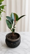 Siyah Dekoratif Saksıda Kauçuk Bitkisi (Ficus Elastica) – Canlı Salon Bitkisi