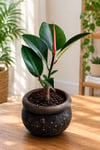 Siyah Dekoratif Saksıda Kauçuk Bitkisi (Ficus Elastica) – Canlı Salon Bitkisi