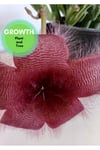 Stapelia Grandiflora Leş Kaktüsü