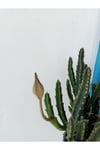 Stapelia Grandiflora Leş Kaktüsü