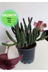 Stapelia Grandiflora Leş Kaktüsü