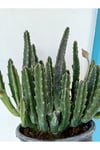 Stapelia Grandiflora Leş Kaktüsü