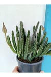 Stapelia Grandiflora Leş Kaktüsü