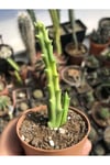Stapelia Mutabilis Leş Kaktüsü 5.5 Cm Saksıda 2 Dallı