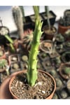 Stapelia Mutabilis Leş Kaktüsü 5.5 Cm Saksıda 2 Dallı