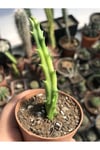 Stapelia Mutabilis Leş Kaktüsü 5.5 Cm Saksıda 2 Dallı