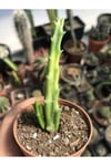 Stapelia Mutabilis Leş Kaktüsü 5.5 Cm Saksıda 2 Dallı