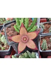 Stapelia Mutabilis Leş Kaktüsü 5.5 Cm Saksıda 2 Dallı