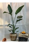 Starliçe Cennet Kuşu Strelitzia Nicolai Büyük Boy 170 Cm