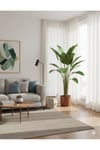 Strarliçe 270 - 300 cm Strelitzia Cennet Kuşu
