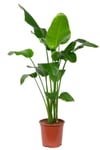 Strelitzia Nicolai - Starliçe Cennet Kuşu Bitkisi 80-100 Cm Salon Bitkisi (tek Gövdeli