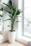 Strelitzia Starliçe 90-120 cm Boyunda Tek Gövdeli Salon Bitkisi İç Mekan Bitkisi
