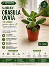 Sukulent Crasula Ovata 5.5 Saksıda Para Çiçeği