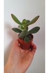 Sukulent Crasula Ovata 5.5 Saksıda Para Çiçeği