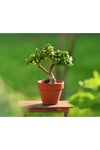 Sukulent Portucalaria Afra 