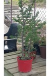 Sukulent Portulacaria Afra Variegate Fil Azığı