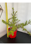 Sukulent Portulacaria Afra Variegate Fil Azığı