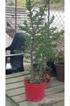 Sukulent Portulacaria Afra Variegate Fil Azığı
