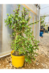 Sukulent Portulacaria Afra Variegate Fil Azığı