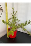Sukulent Portulacaria Afra Variegate Fil Azığı