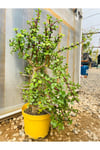 Sukulent Portulacaria Afra Variegate Fil Azığı