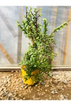Sukulent Portulacaria Afra Variegate Fil Azığı