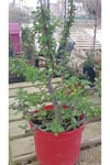 Sukulent Portulacaria Afra Variegate Fil Azığı