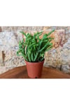 Sukulent Prenses Çamı Crassula Muscosa 5.5 Cm Saksı Çiçek Süs Bitkisi